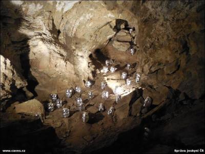 Drobné stříbřené tvářičky neodbytně vykukují na kolemjdoucí.